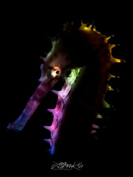 N E O N
Thorny Seahorse
(Hippocampus histrix) by Lilian Koh 